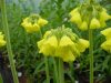 Show product details for Primula sikkimensis